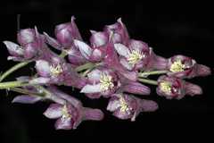 Aconitum laeve